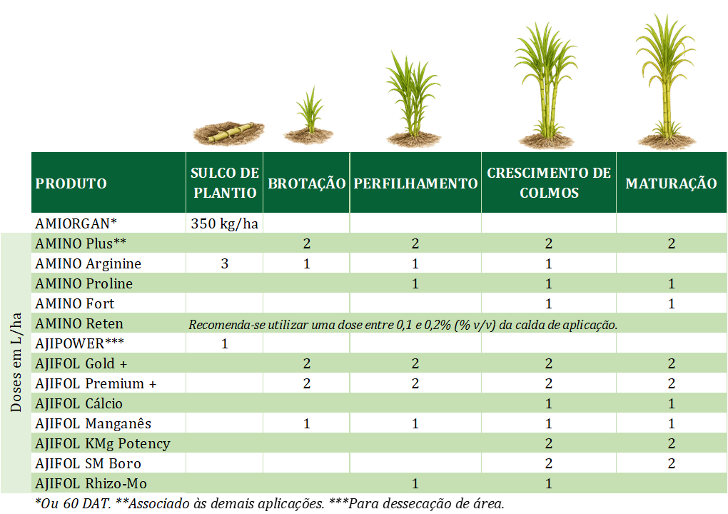 Cana-de-Açúcar Planta